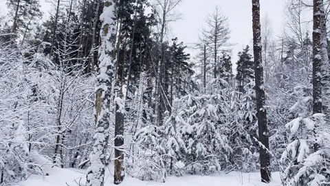Panorama of a forest in which the trees are covered with snow. Stock Footage 262216745