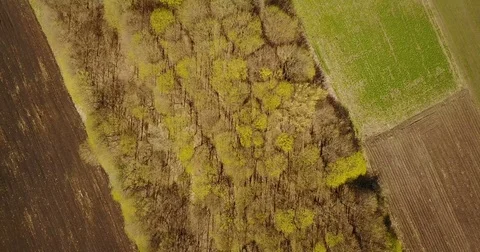 Panorama of forests and fields. rural areas. Drone Point of View Stock Footage 74525312