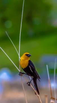 Panorama frame Close up of a bird perched on thin brown grass that grows around Stock Photos