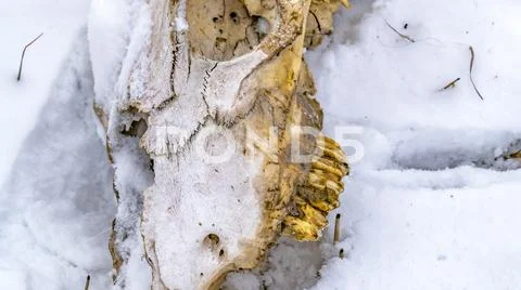 Panorama frame Close up of the deteriorated skull of an animal viewed in winter Stock Photos