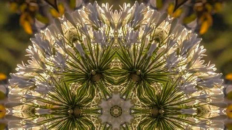 Panorama frame Dome circular shape made from reflecting white flowers in Foto stock