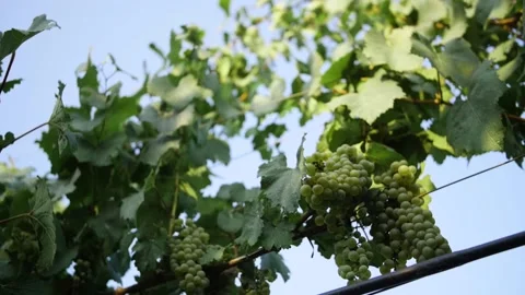 Panorama of the fresh grape in the vineyard Stock Footage 169134372