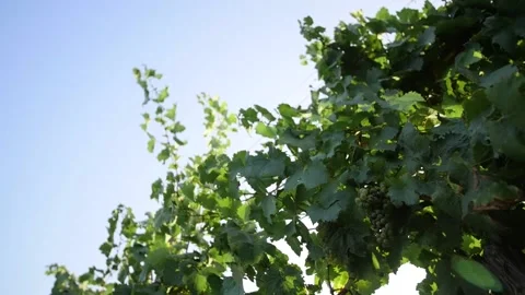 Panorama of the fresh grape in the vineyard Stock Footage 169134430
