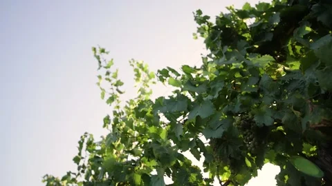 Panorama of the fresh grape in the vineyard Stock Footage 169134504