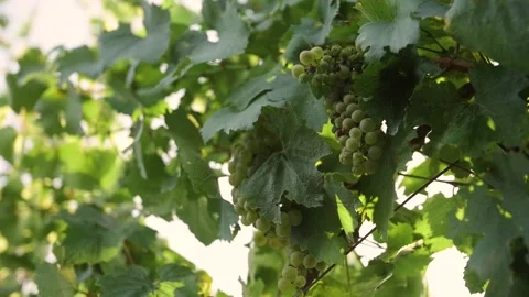 Panorama of the fresh grape in the vineyard Stock Footage 169134532