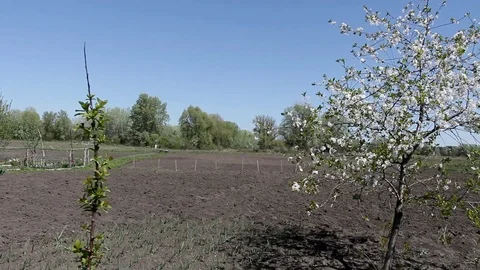 Panorama of a garden with a flowering tree Stock Footage 91200564