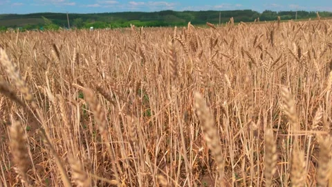 Panorama of golden wheat field. Stock Footage 195472882