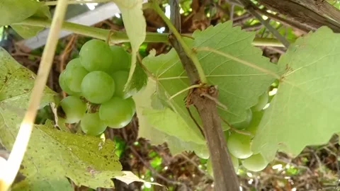 Panorama of grapes in the sun. Stock Footage 337379018