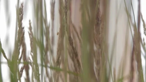 Panorama at the grass spikelets swaying in the wind. Stock Footage