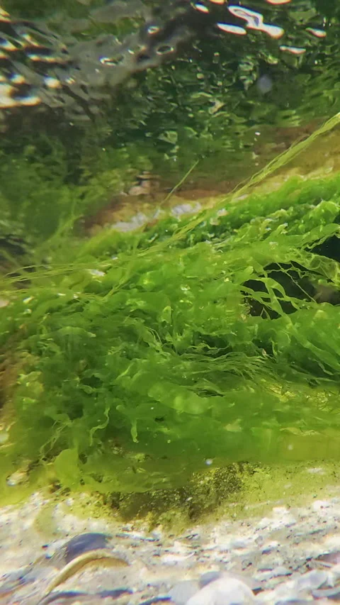 Panorama of green algae Sea lettuce developing in current over sandy seabed in 库存影片 336851803