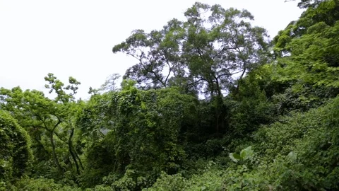 Panorama of a green hill Vidéo 74064220