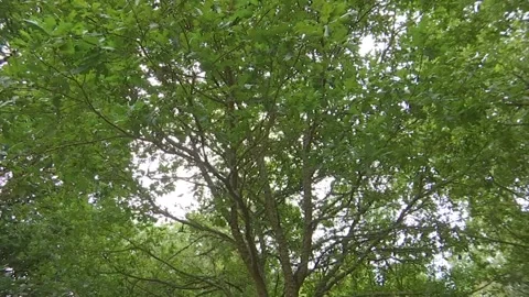 PANORAMA OF GREEN LEAFS AND TREES Stock Footage 209138931