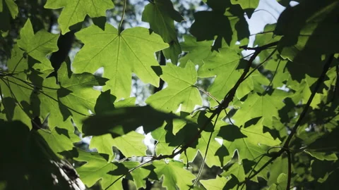 Panorama of green leaves of Maple tree in evening light, backlit by sun, bottom Stock Footage 327261759