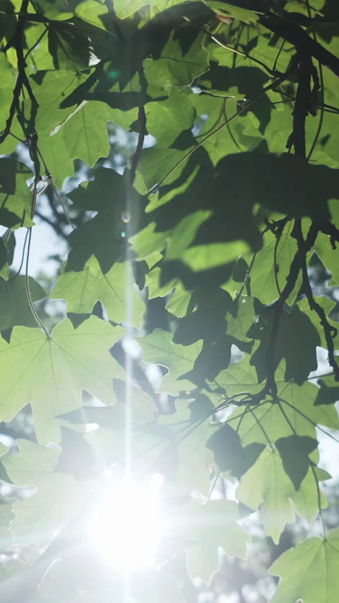 Panorama of green leaves of Maple tree in evening light, backlit by sun 스톡 동영상 333925217
