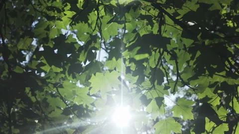 Panorama of green leaves of Maple tree in evening light, backlit by sun, Stock Footage 335909531