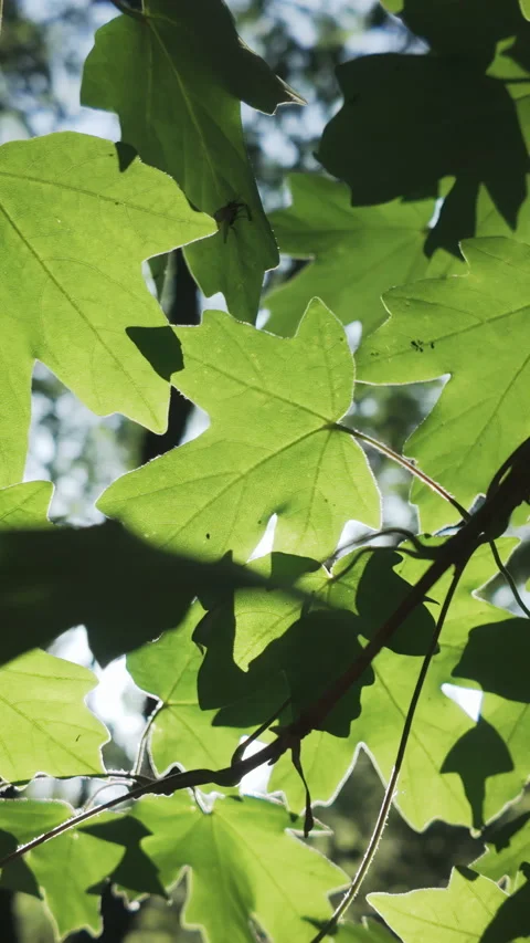 Panorama of green leaves of Maple tree in evening light, backlit by sun Stock Footage 347008928