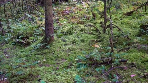 Panorama of green moss in the forest Stock Footage 118229015