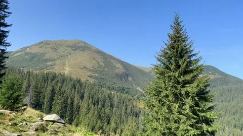Panorama of a green mountain range with coniferous forest on a sunny day Stock Footage 250313025