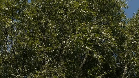 Panorama of green trees in the park Stock Footage 119907397