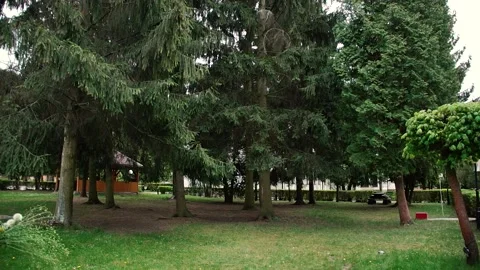 Panorama on green trees in the park Stock Footage 137828112