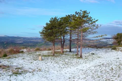 Panorama with a group of pine trees and sleet on the ground Stock Photos