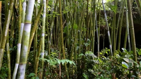 Panorama of growing bamboo in forest Vidéo 74170863