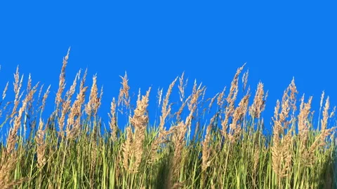 Panorama of High Grass Isolated with alpha mask Blowing On The Wind Stock Footage 94528873
