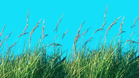 Panorama of High Grass Isolated with alpha mask Blowing On The Wind Stock Footage 94538290