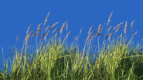 Panorama of High Grass Isolated on Chroma key background Blowing On The Wind Stock Footage 94539021