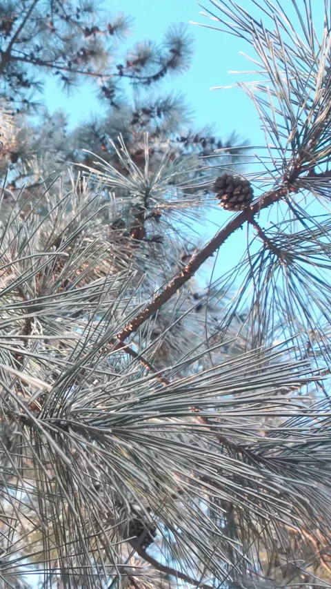 Panorama, Hoarfrost-covered pine tree against blue sky on sunny day Stock Footage 336003085