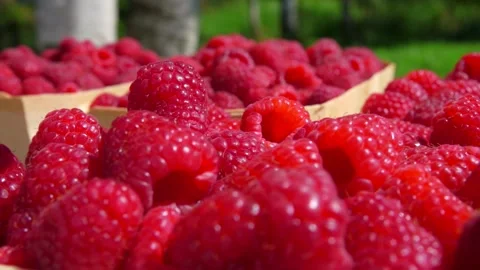 Panorama of a juicy ripe raspberry falling into the basket Stock Footage 201555916
