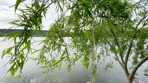 Panorama Lake view from the leaves of the tree Stock Footage 197457959