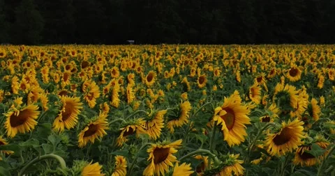 Panorama landscape of sunflower fields. Background. Stock Footage 202306945