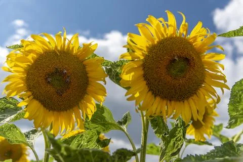 Panorama Landscape Of Sunflower fields Stock Photos