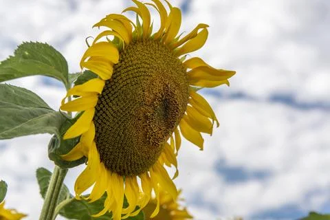 Panorama Landscape Of Sunflower fields Stock Photos