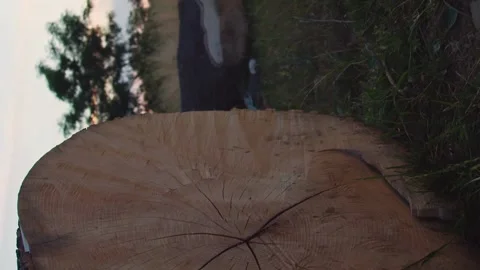 Panorama of large cut tree with circles and rings, concept of save planet Stock Footage 246957739