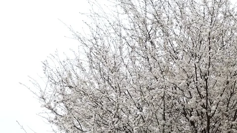 Panorama of a large flowering tree in the garden. Video stock 128675068