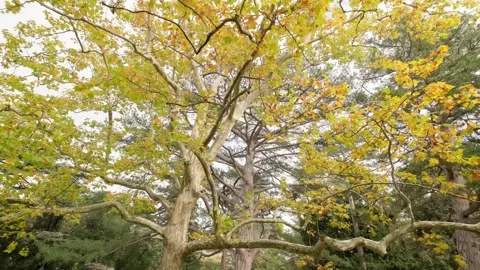 Panorama of large old maple tree 스톡 동영상 297395336