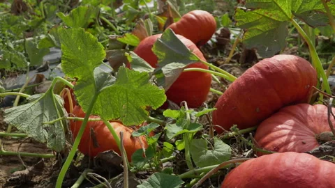 Panorama of large orange pumpkins are growing on the field Stock Footage 132986741