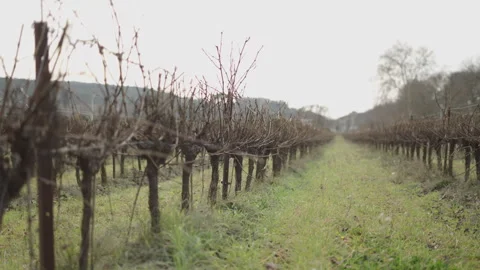 Panorama of a large vineyard without fruit before being pruned by farmers Stock Footage 276779800