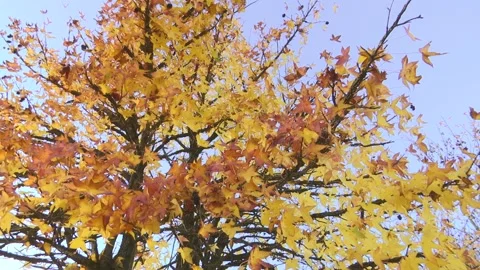 PANORAMA OF LEAF TREES Stock Footage 99664914