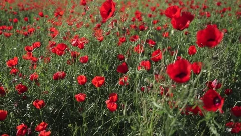 Panorama from left to right Stock Footage 79011386