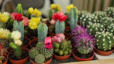 Panorama to the left of small cactus in a flower shop Stock Footage 161071907