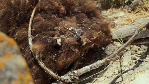 Panorama From Locust To Eagle's Nest Close-Up Stock Footage 259328077