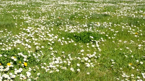 Panorama of meadow full of daisies 動画素材 37260862