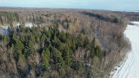 Panorama of a mixed forest from a drone winte Stock Footage 232523478