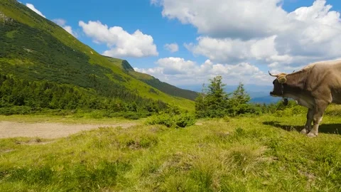 Panorama from mountain to cow. Slowmo 库存影片 211100732