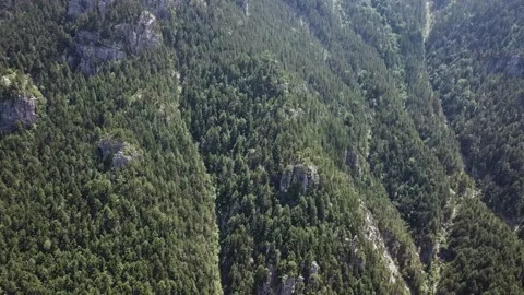 Panorama of a mountain slope with a forest Stock Footage 237986823