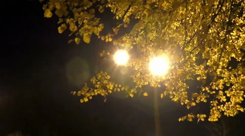 Panorama of night light with foliage Stock Footage 68176693