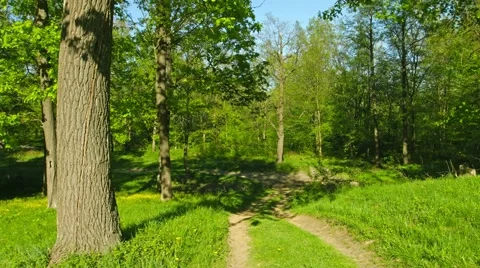 Panorama of oak forest with a footpath 库存影片 41846970